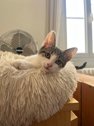 Adopter Bijou