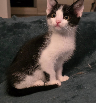 Adopter Brise