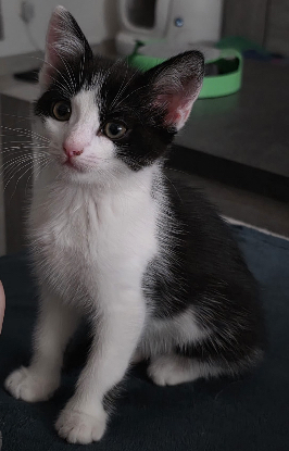 Adoption Brise