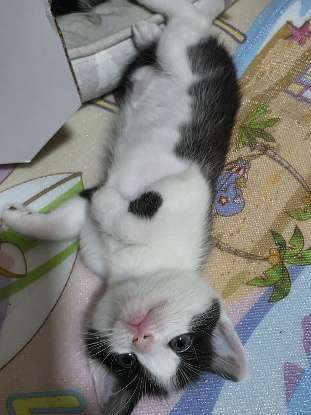 Adoption Brise