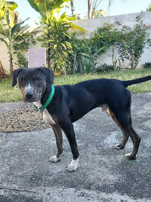 Adopter Bonanga