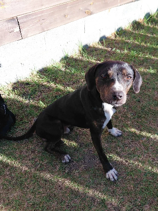 Adopter Bonanga