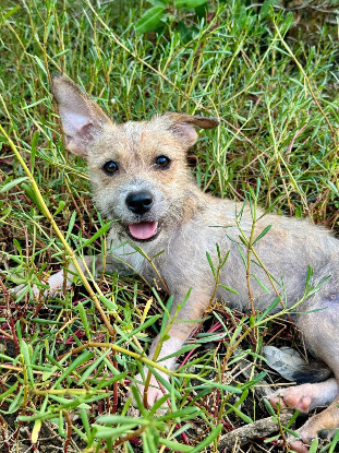 Adopter Tina