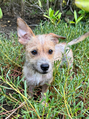 Adoption Tina