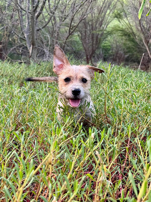 Adoption Tina