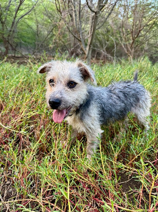 Adopter Tinou