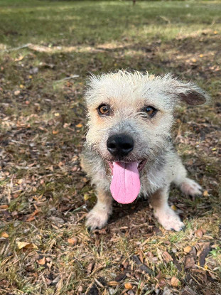 Adopter Tinou