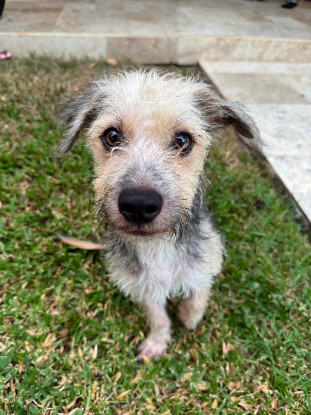 Adoption Tinou