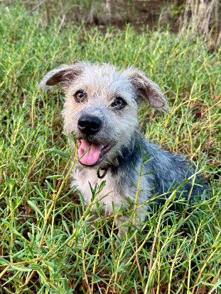 Adoption Tinou