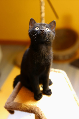 Adopter Floppi
