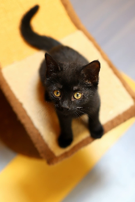 Adopter Floppi
