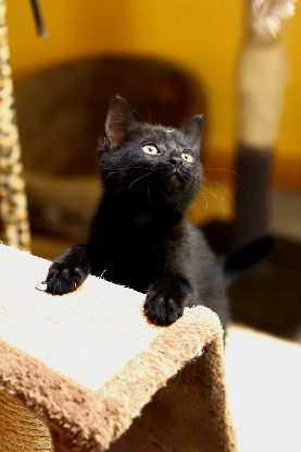 Adopter Floppi