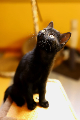 Adoption Floppi
