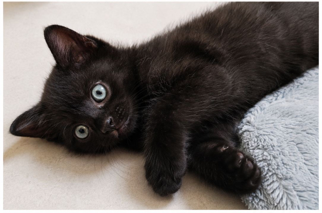 Adoption Floppi