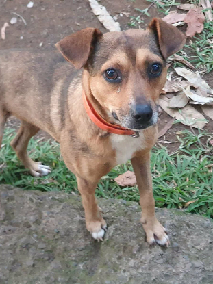 Adopter Snoopy