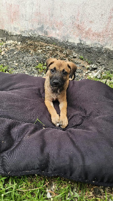 Adopter Moka