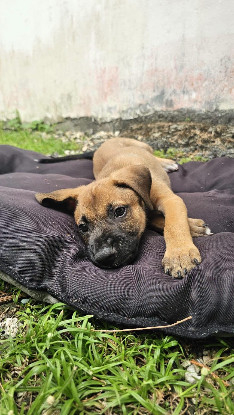 Adopter Moka