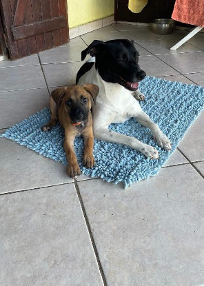 Adoption Moka