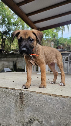Adoption Moka