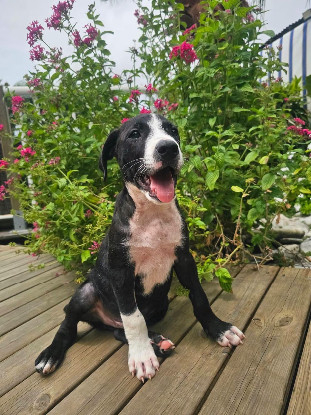 Adopter Bobby