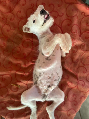 Adoption Ares