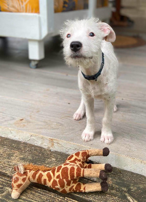 Adoption Ares