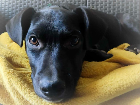 Adopter Stormy