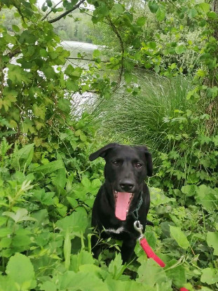 Adopter Stormy