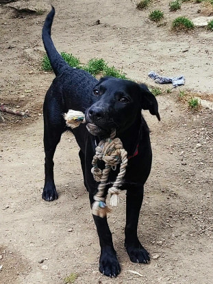 Adopter Stormy