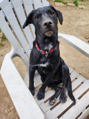 Adoption Stormy