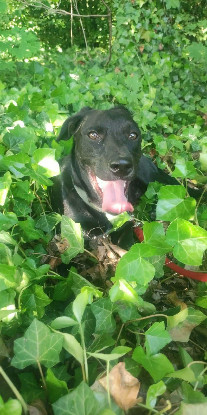 Adoption Stormy