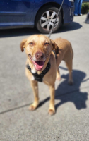 Adopter  chien : Fifi