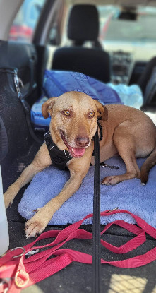 Adopter Fifi
