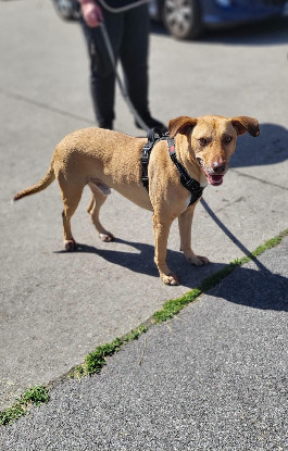 Adopter Fifi