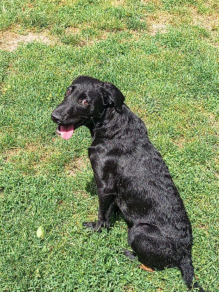 Adopter Daphnis