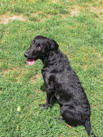 Adopter  chien : Daphnis