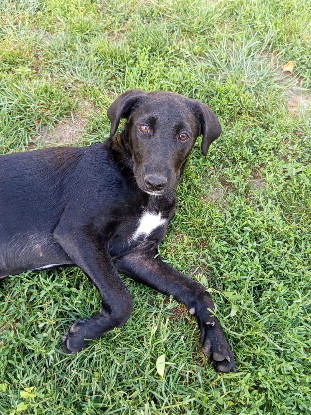 Adopter Daphnis