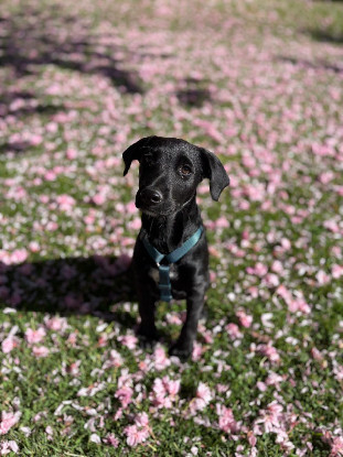 Adoption Daphnis