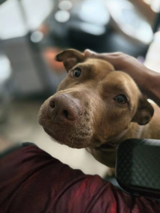 Adopter Brooklyn