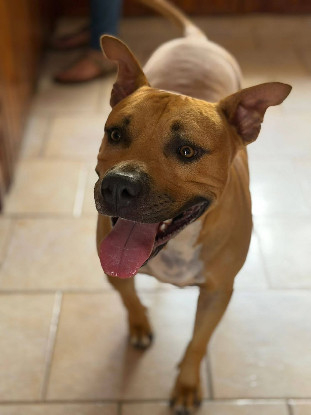 Adopter Omy
