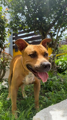 Adopter Omy