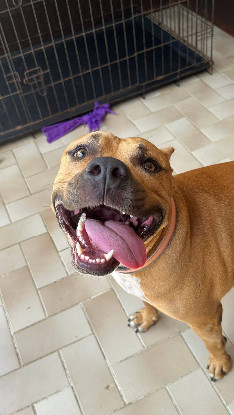 Adoption Omy