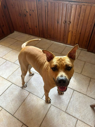 Adoption Omy