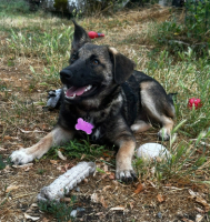 Adopter  chien : Linaé