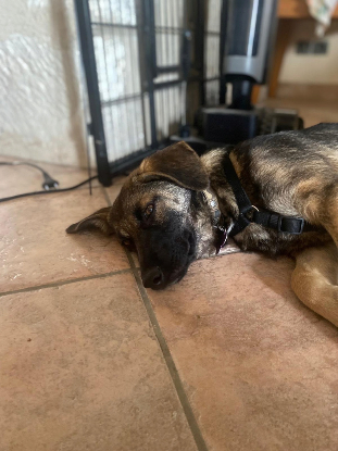 Adopter Linaé