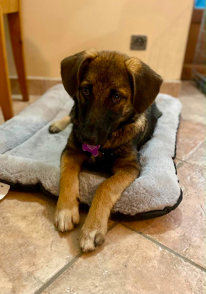 Adopter Linaé
