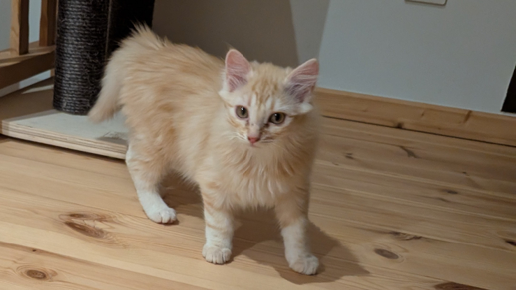 Adopter Berlingot