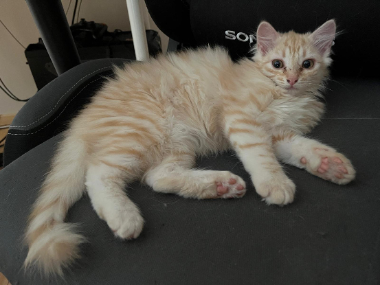 Adopter Berlingot