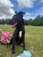 Adopter  chien : Riana