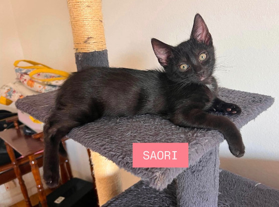 Adopter Saori adoptable avec son frère shiryu ou seule si vous avez déj